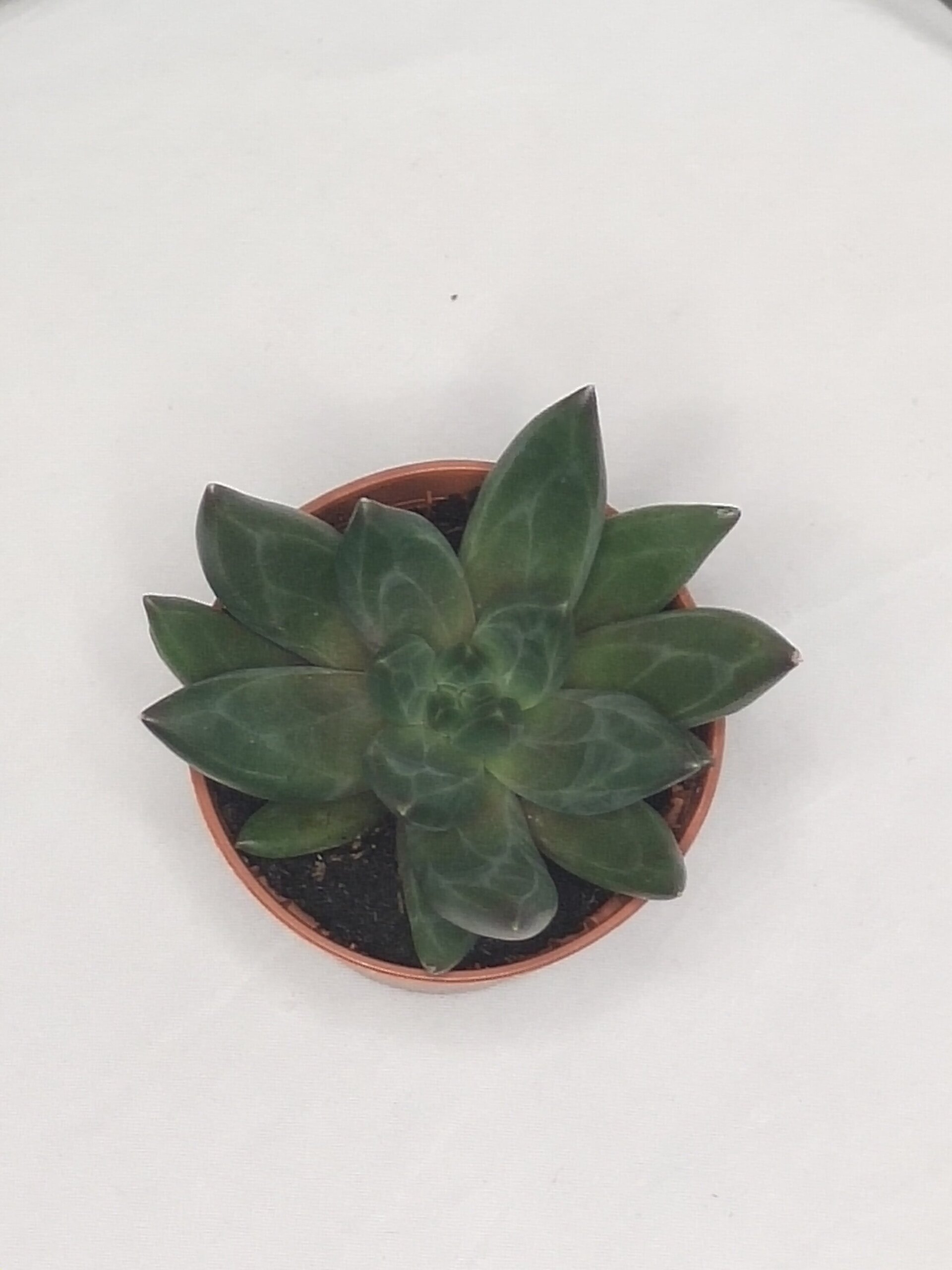 Pachyphytum compactum - 2