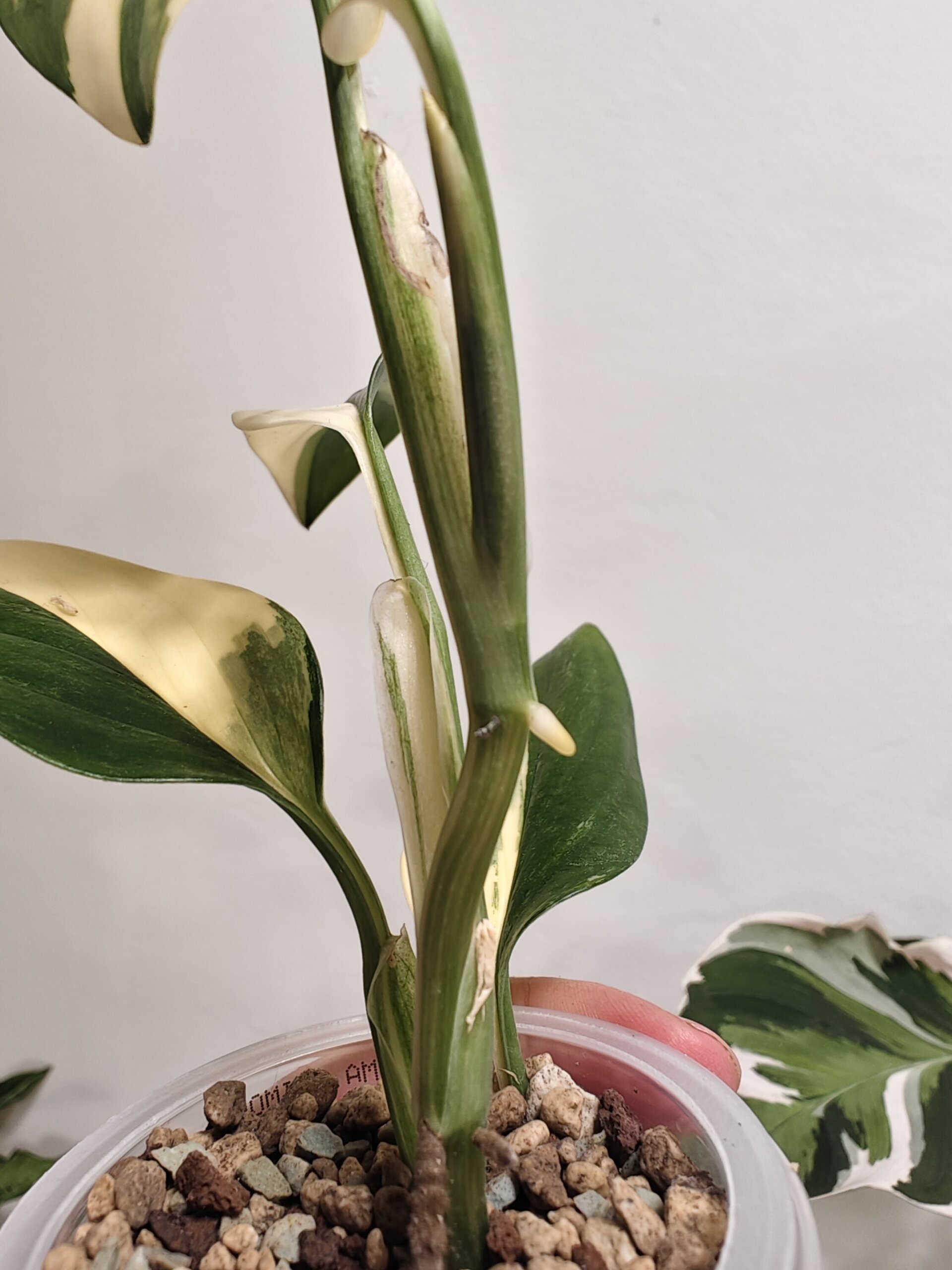 Monstera Stanleyana variegada - 3