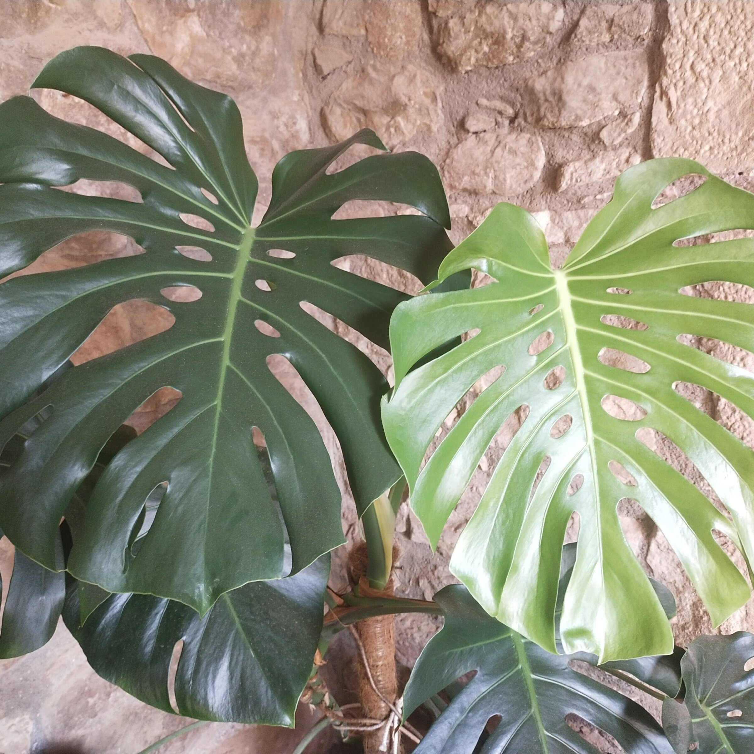 Plantas de interior