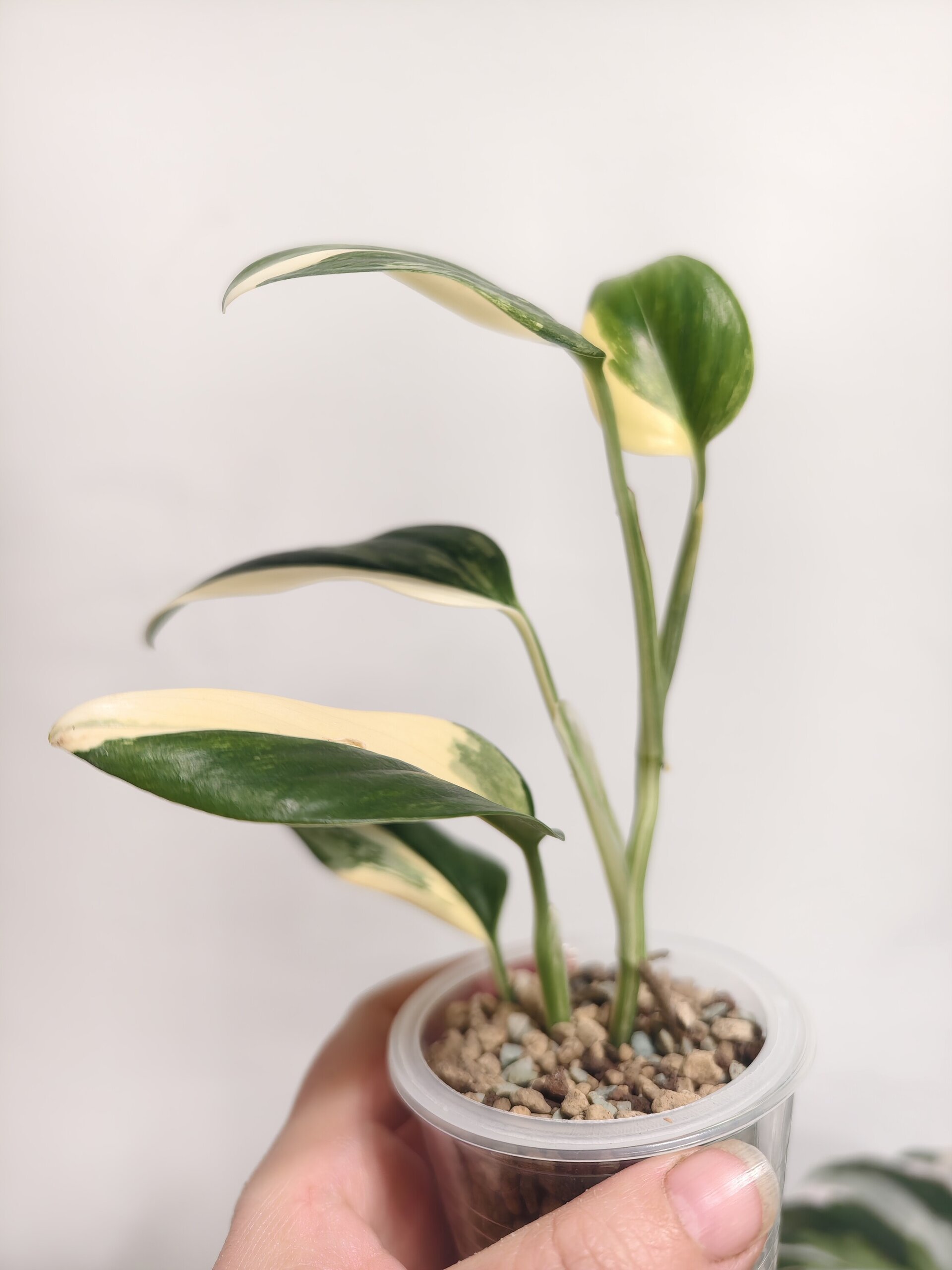 Monstera Stanleyana variegada - 2