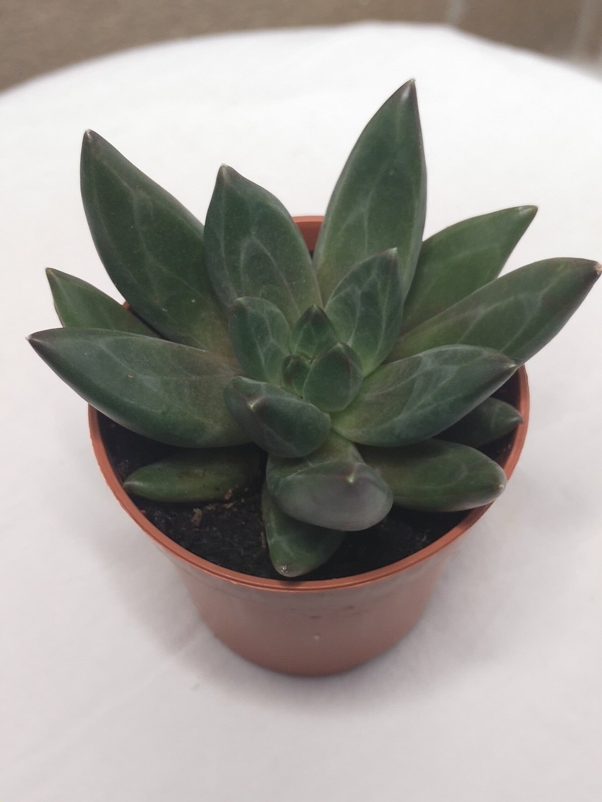 Pachyphytum compactum - 3
